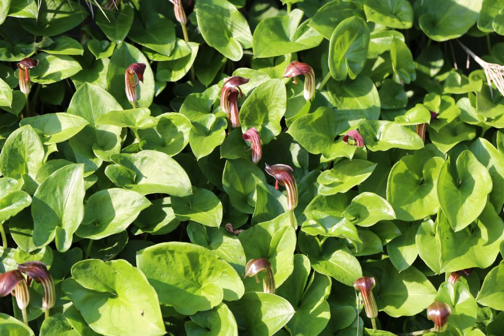 Arisarum vulgare